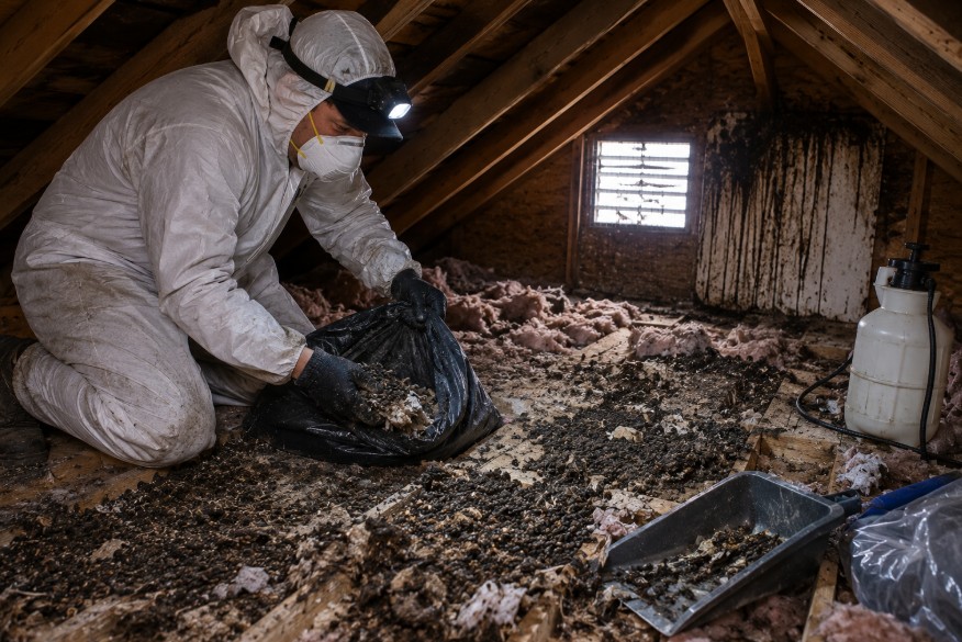 Albany rodent control service