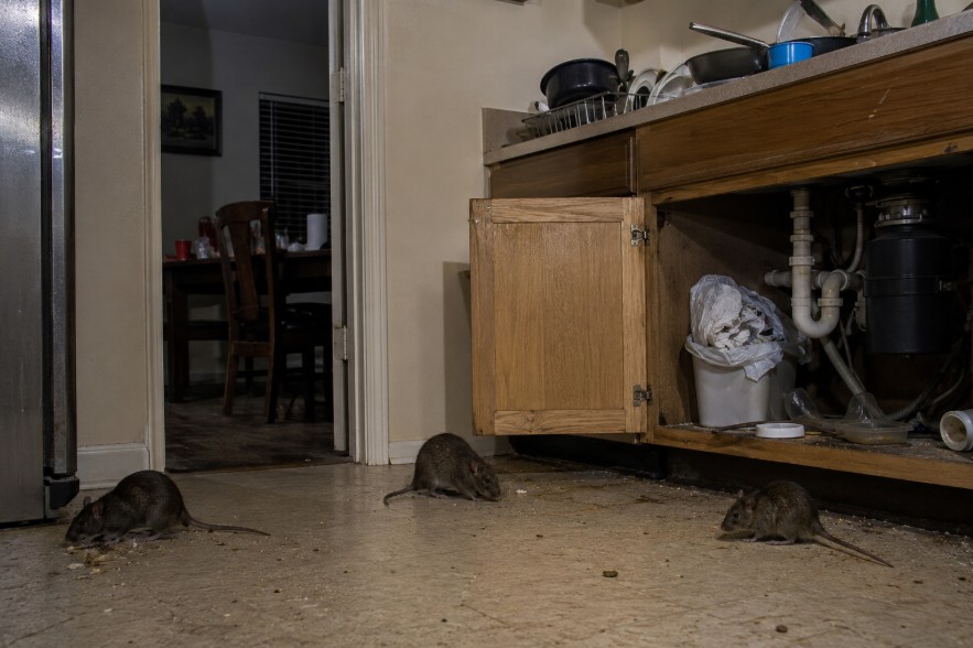 rats infestation in albany homes