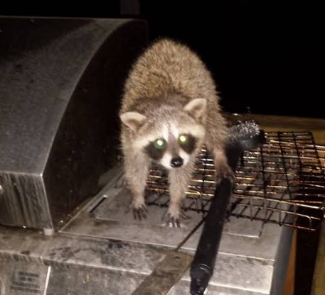 raccoon in albany home attic