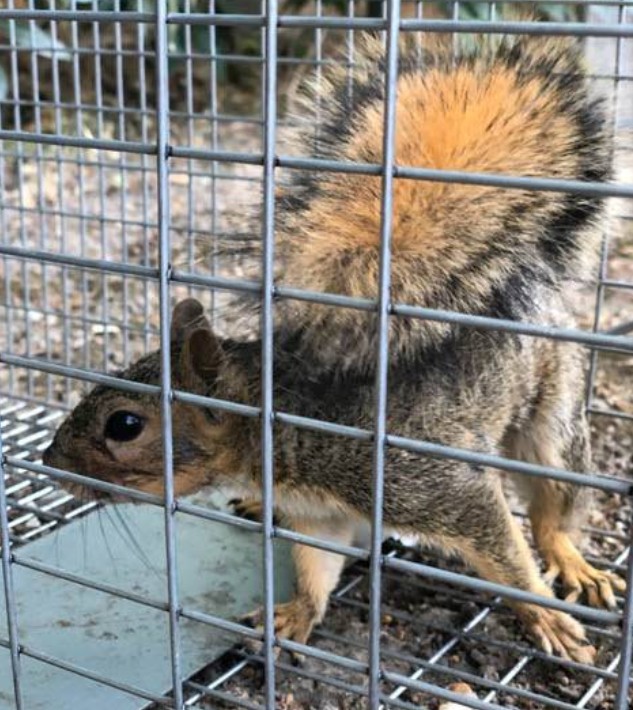 technician removing trapped squirrel from Albany home