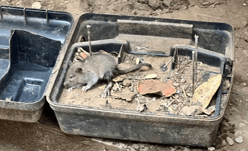 mice captured using trap in albany home