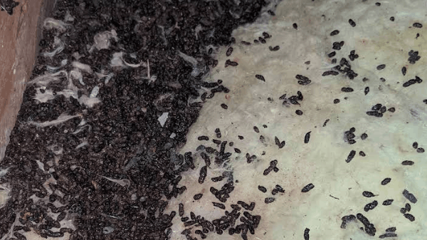 mice dropping in albany home