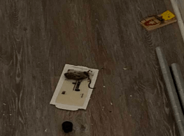 mice extermination done by our technician in albany using traps