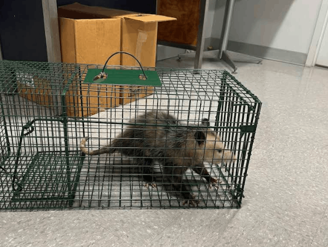 rat captured by our technician in albany home