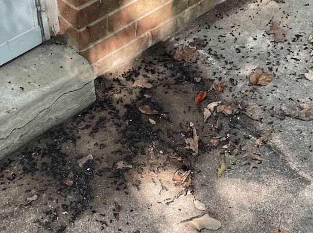 rat dropping in albany home