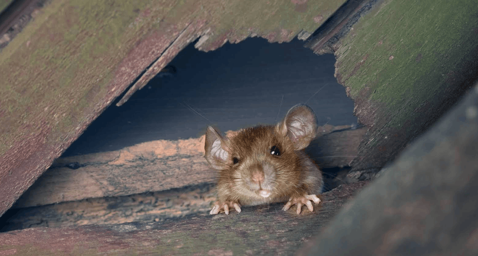 rat inside albany home