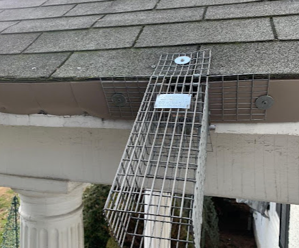 rodent sealing and trap setup on albany home rooftop