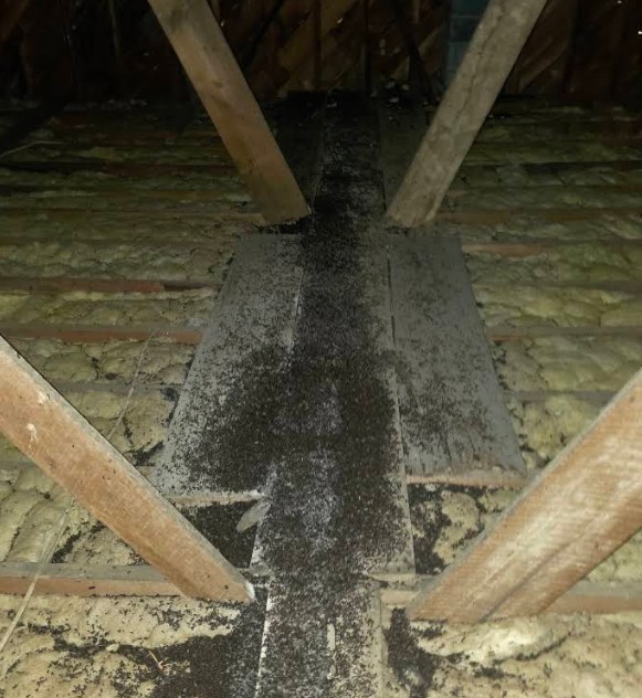 rodent droppings in albany attic