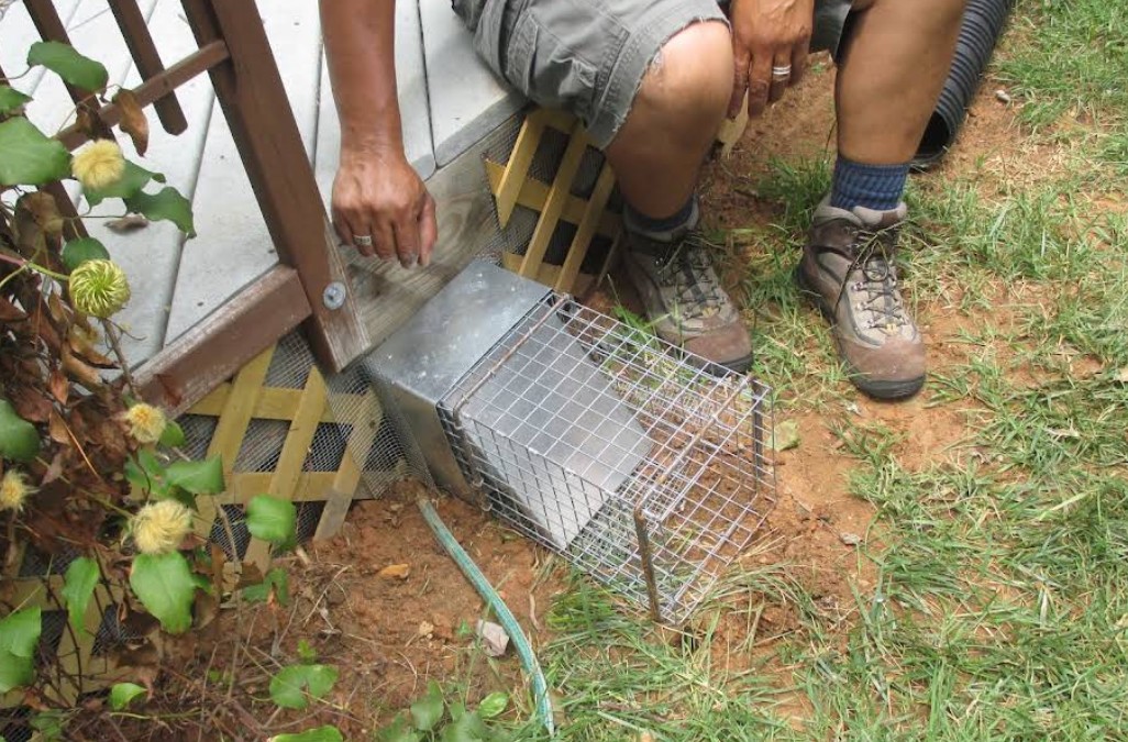 technician placing rodent trap in albany home